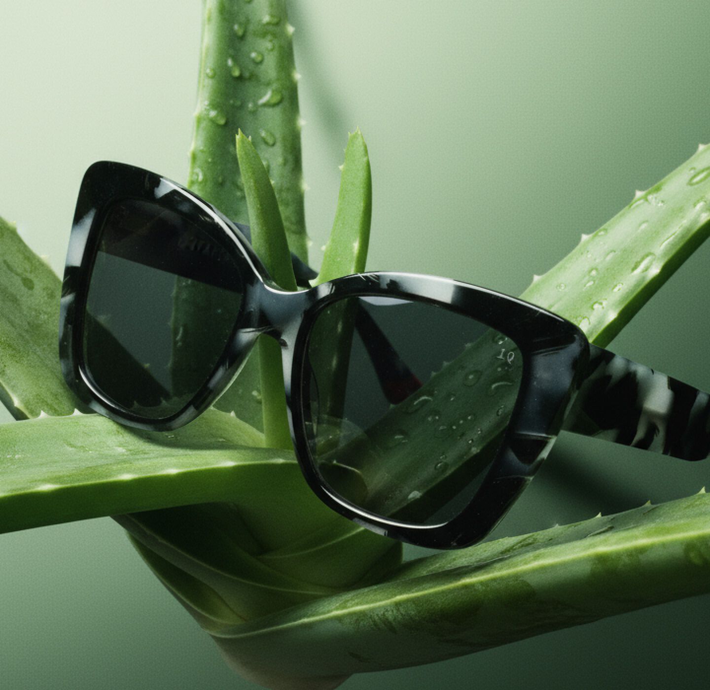 Black Botaniq sunglasses resting on dewy aloe leaves against a soft green background