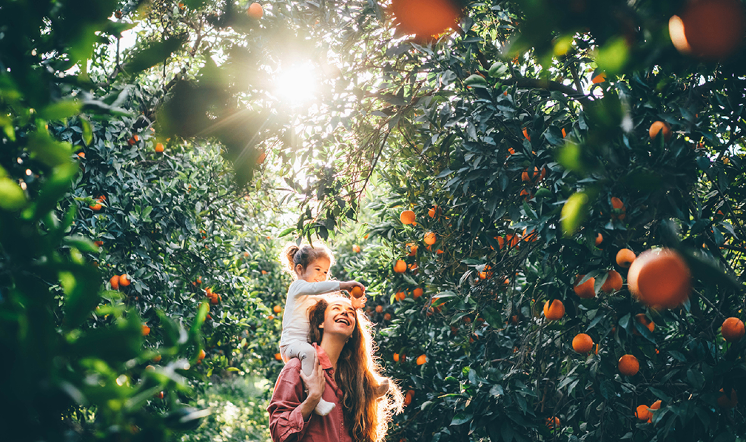 Woman carrying a child on her shoulders in a sunlit orchard surrounded by green leaves and oranges.
